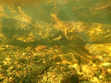 f0159390_10335964.jpg