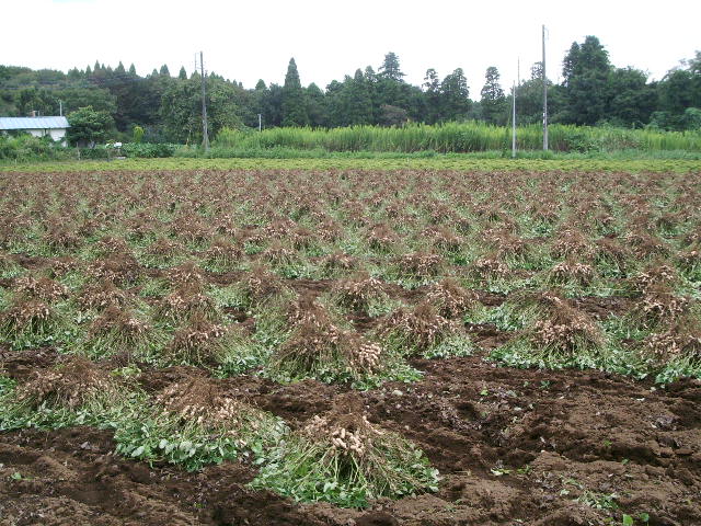 e0025300_20302855.jpg