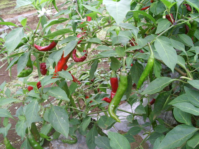 e0025300_20421896.jpg