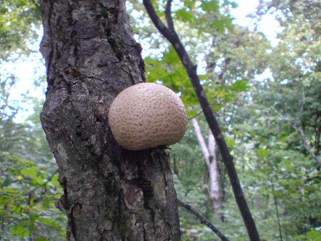 e0016828_0102575.jpg