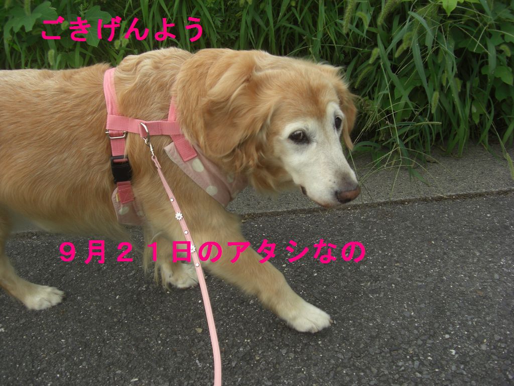 e0142430_21124521.jpg