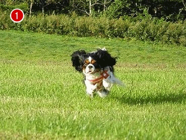 c0145250_20502913.gif