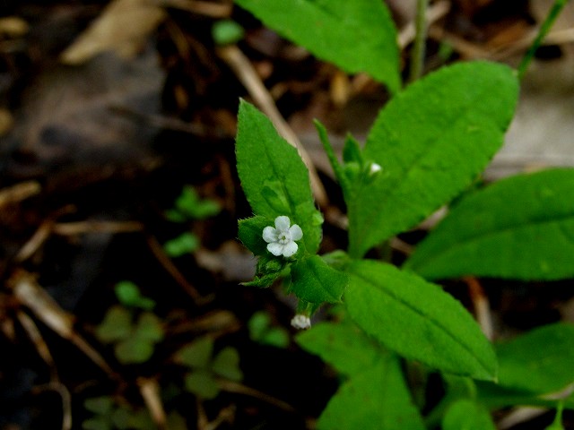 a0018655_21585668.jpg