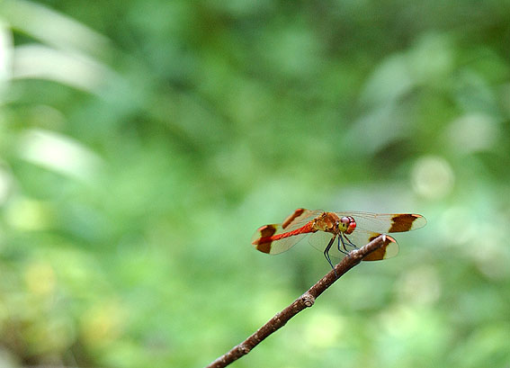 f0193491_3254938.jpg