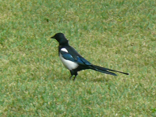 f0163920_11231958.jpg