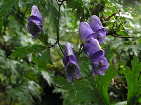 e0145033_19304090.jpg