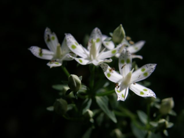 e0145033_20302933.jpg
