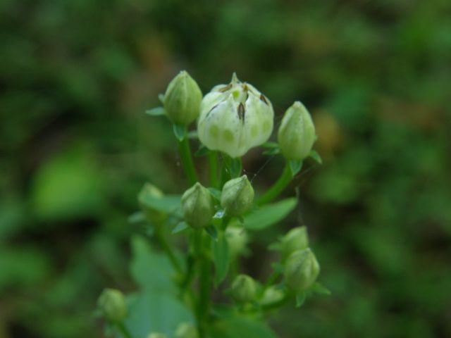 e0145033_20305187.jpg