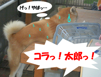 f0008935_402225.gif