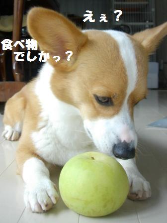 d0081541_125280.jpg