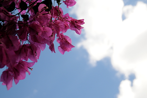 e0050753_20155730.jpg