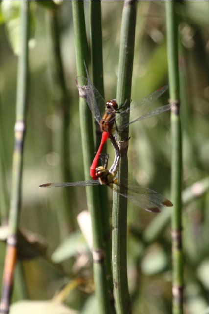 f0044056_2011747.jpg