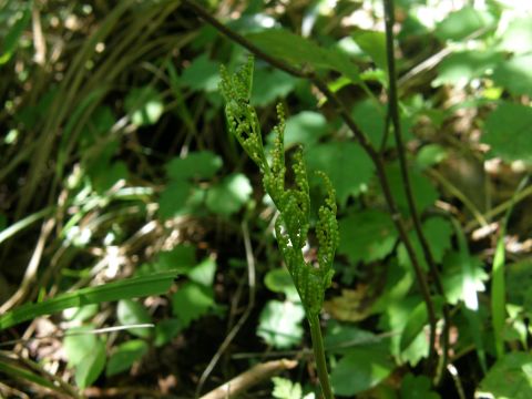 c0042869_17334662.jpg