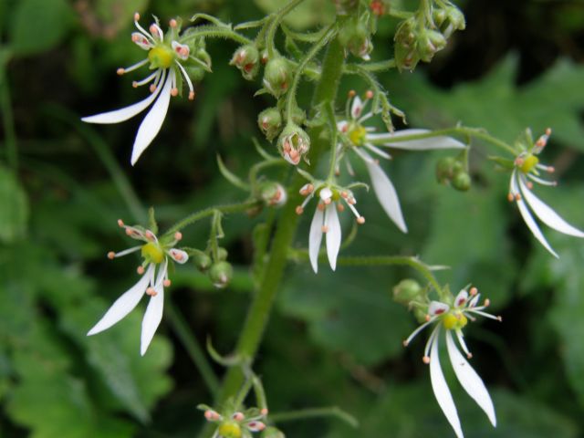 c0042869_17502440.jpg
