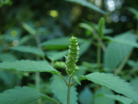 c0042869_1758431.jpg