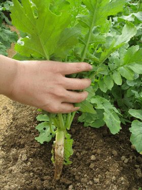 d0050871_10352314.gif