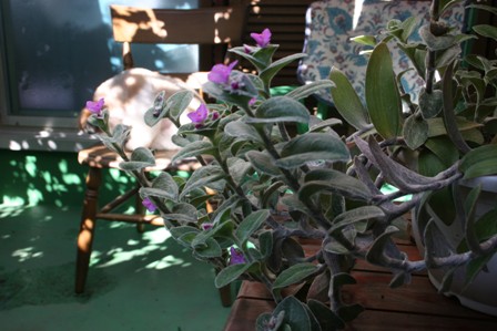 c0108981_0314663.jpg