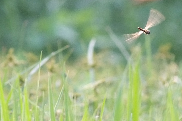 f0193491_126403.jpg