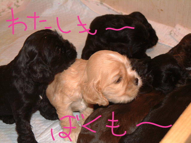 f0186310_21371263.gif