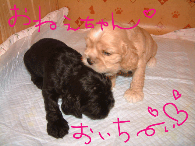 f0186310_21372489.gif