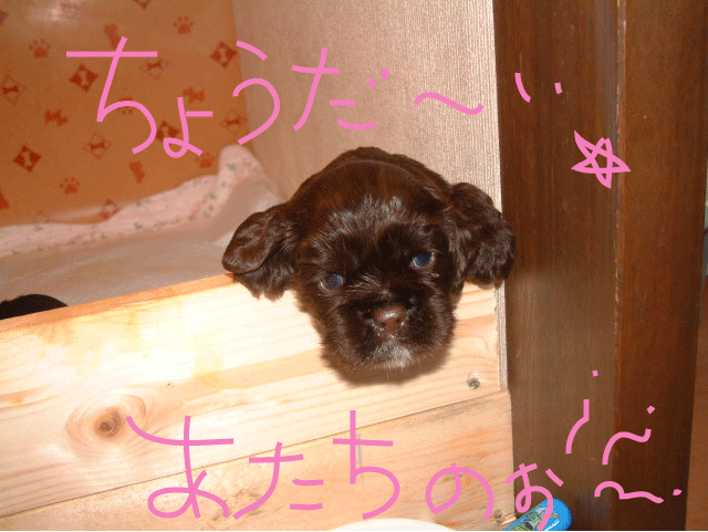 f0186310_21373527.gif