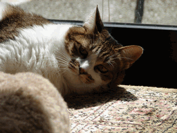 c0136736_20172627.gif