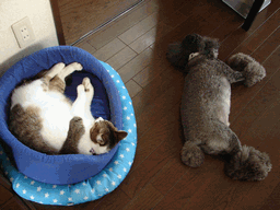 c0136736_2018298.gif