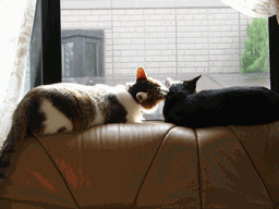 c0136736_20225372.gif