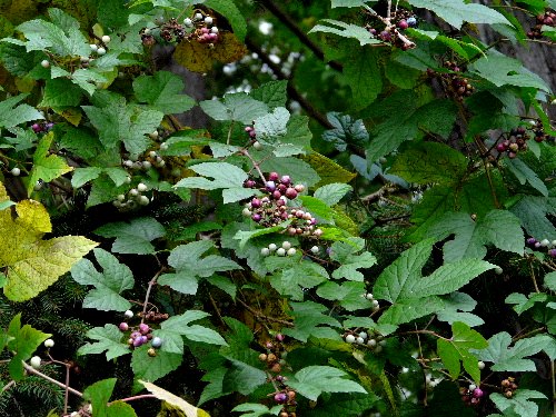 d0084473_20393411.jpg