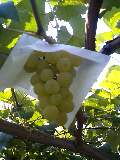 d0032405_2265290.jpg