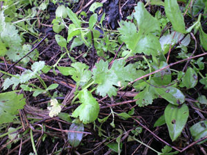 f0135908_2165844.jpg