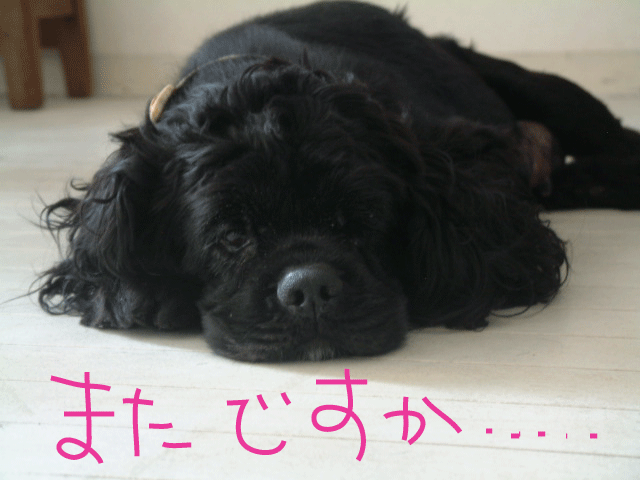 f0186310_2144323.gif