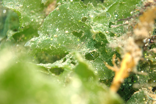 b0044726_17441654.jpg
