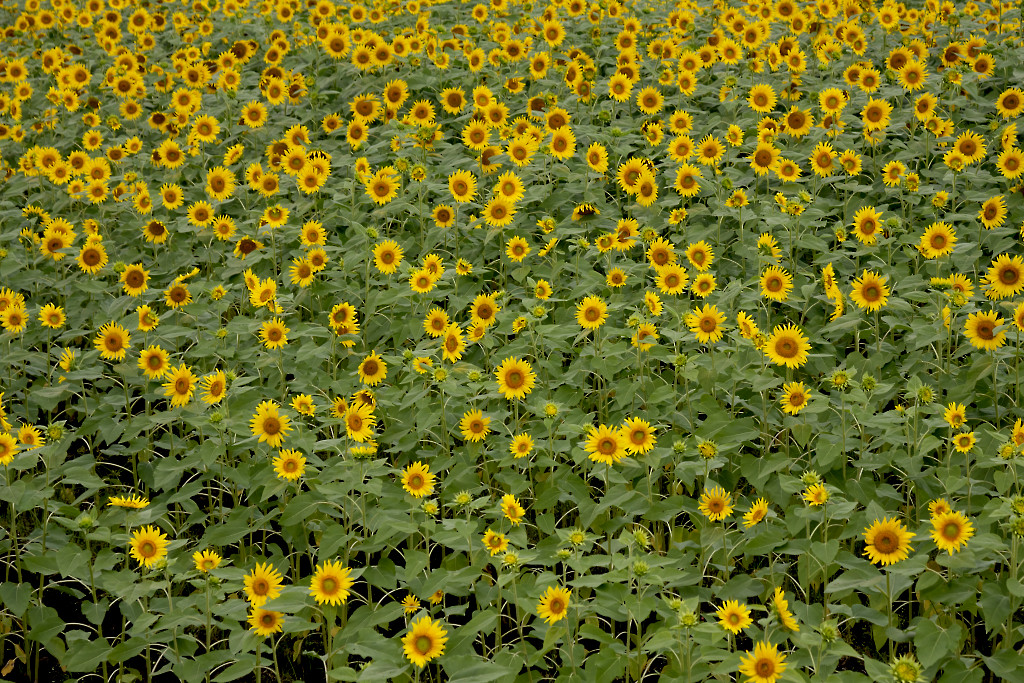 b0032262_20132634.jpg