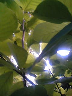 f0100480_1715264.jpg