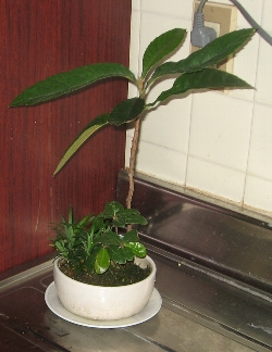 f0003283_15554378.jpg