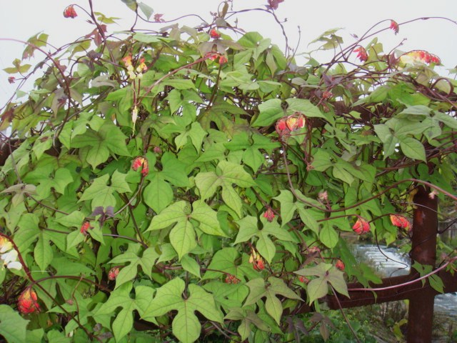 b0055786_15375335.jpg