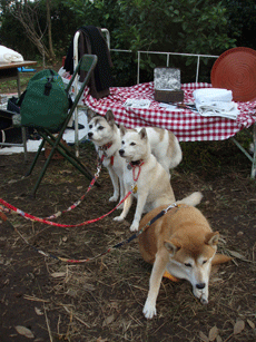 c0129702_20495336.gif