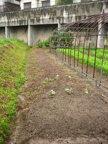 f0159406_1122529.jpg