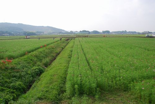 b0014607_7403966.jpg