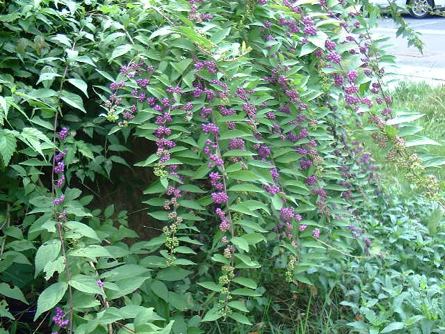 f0173908_20521170.jpg