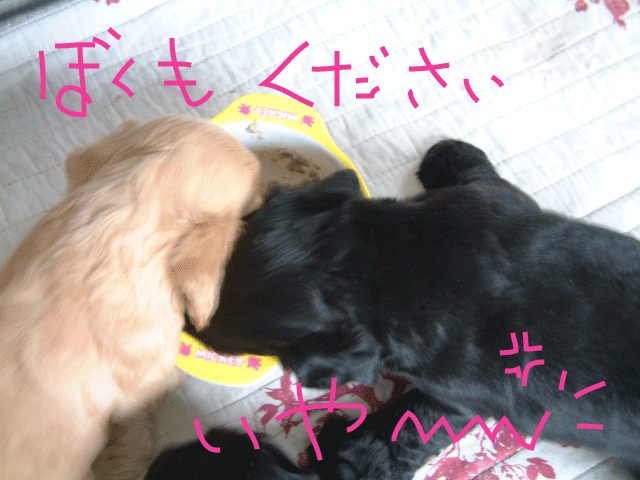 f0186310_19502023.gif