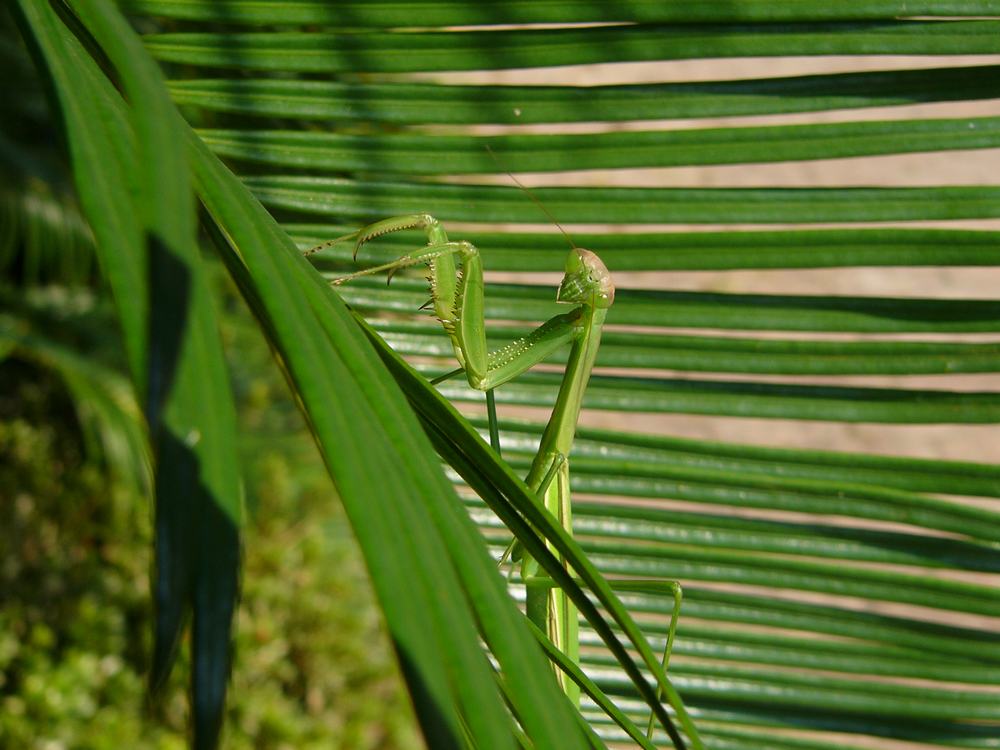 c0062511_8133324.jpg
