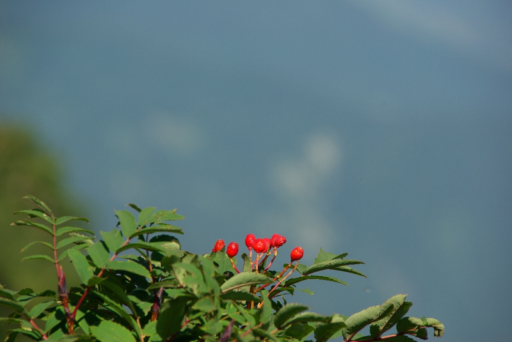 b0062024_21335378.jpg
