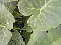c0177332_21412225.jpg