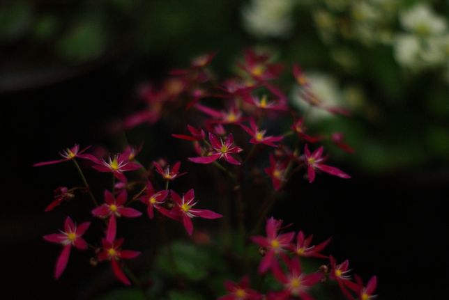 c0174942_1511762.jpg