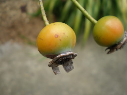 c0047449_23353735.jpg
