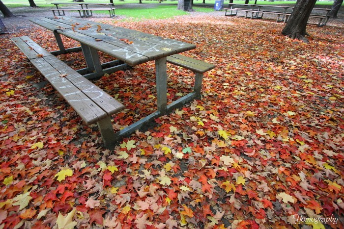 c0112158_8504660.jpg
