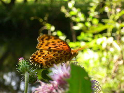 e0064461_1244821.jpg