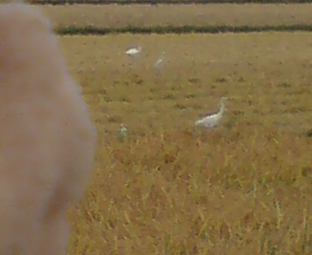 c0158573_1714835.jpg